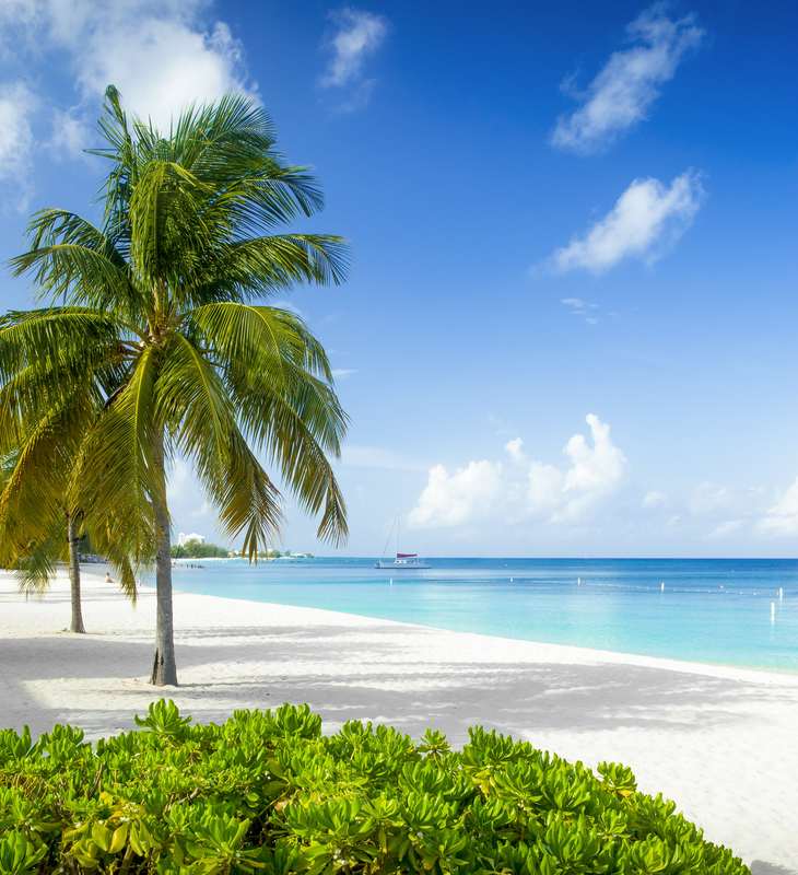 Beach with palm trees